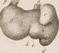 An illustration from Erläuterungstafeln zur vergleichenden Anatomie (1826)