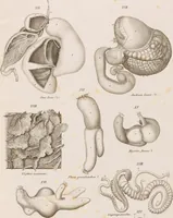 An illustration from Erläuterungstafeln zur vergleichenden Anatomie (1826)