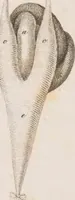 An illustration from Erläuterungstafeln zur vergleichenden Anatomie (1826)