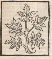 Picture 14 of 73 from [Arbolayre :] Le grant herbier en françois, leaf 104