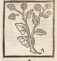 An illustration from [Arbolayre :] Le grant herbier en françois