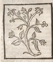 An illustration from [Arbolayre :] Le grant herbier en françois
