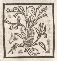 Picture 18 of 73 from [Arbolayre :] Le grant herbier en françois, leaf 111
