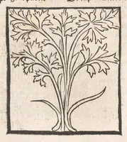 Picture 19 of 73 from [Arbolayre :] Le grant herbier en françois, leaf 119