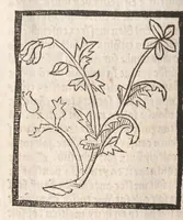 Picture 20 of 73 from [Arbolayre :] Le grant herbier en françois, leaf 125