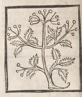 Picture 22 of 73 from [Arbolayre :] Le grant herbier en françois, leaf 137