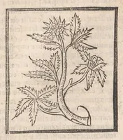 Picture 23 of 73 from [Arbolayre :] Le grant herbier en françois, leaf 143