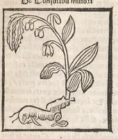 Picture 24 of 73 from [Arbolayre :] Le grant herbier en françois, leaf 148