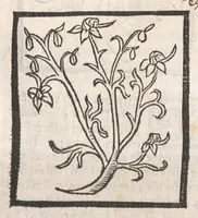 An illustration from [Arbolayre :] Le grant herbier en françois