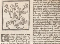 An illustration from [Arbolayre :] Le grant herbier en françois