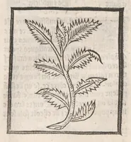 An illustration from [Arbolayre :] Le grant herbier en françois