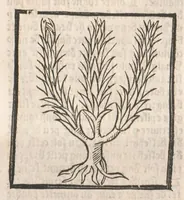 Picture 28 of 73 from [Arbolayre :] Le grant herbier en françois, leaf 166