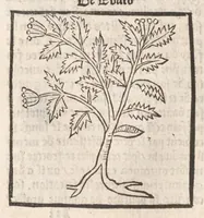 Picture 29 of 73 from [Arbolayre :] Le grant herbier en françois, leaf 169