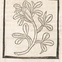 An illustration from [Arbolayre :] Le grant herbier en françois