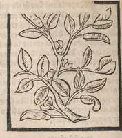 An illustration from [Arbolayre :] Le grant herbier en françois