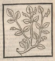 An illustration from [Arbolayre :] Le grant herbier en françois