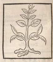 Picture 34 of 73 from [Arbolayre :] Le grant herbier en françois, leaf 185