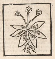 Picture 36 of 73 from [Arbolayre :] Le grant herbier en françois, leaf 195