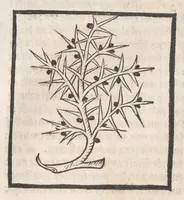 Picture 37 of 73 from [Arbolayre :] Le grant herbier en françois, leaf 198