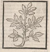 Picture 38 of 73 from [Arbolayre :] Le grant herbier en françois, leaf 201