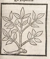 Picture 39 of 73 from [Arbolayre :] Le grant herbier en françois, leaf 204