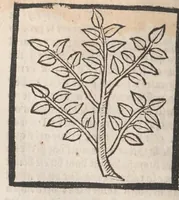 Picture 40 of 73 from [Arbolayre :] Le grant herbier en françois, leaf 207