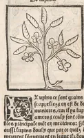 Picture 41 of 73 from [Arbolayre :] Le grant herbier en françois, leaf 211