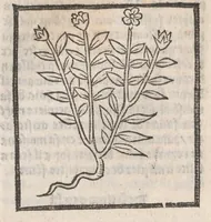 An illustration from [Arbolayre :] Le grant herbier en françois
