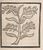 An illustration from [Arbolayre :] Le grant herbier en françois