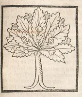 Picture 45 of 73 from [Arbolayre :] Le grant herbier en françois, leaf 226