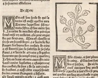 An illustration from [Arbolayre :] Le grant herbier en françois