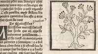 An illustration from [Arbolayre :] Le grant herbier en françois