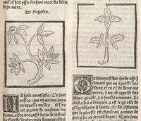 Picture 49 of 73 from [Arbolayre :] Le grant herbier en françois, leaf 254
