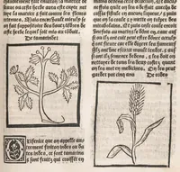 Picture 50 of 73 from [Arbolayre :] Le grant herbier en françois, leaf 258