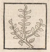 Picture 51 of 73 from [Arbolayre :] Le grant herbier en françois, leaf 275