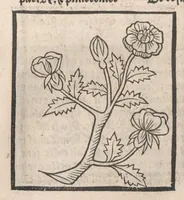 Picture 53 of 73 from [Arbolayre :] Le grant herbier en françois, leaf 284