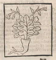 Picture 54 of 73 from [Arbolayre :] Le grant herbier en françois, leaf 292