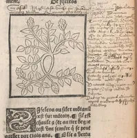 An illustration from [Arbolayre :] Le grant herbier en françois