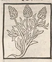 An illustration from [Arbolayre :] Le grant herbier en françois