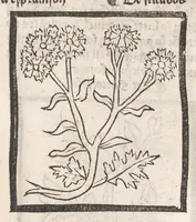 An illustration from [Arbolayre :] Le grant herbier en françois