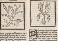 An illustration from [Arbolayre :] Le grant herbier en françois