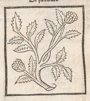 An illustration from [Arbolayre :] Le grant herbier en françois