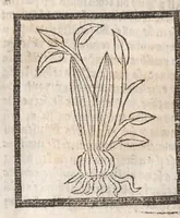 An illustration from [Arbolayre :] Le grant herbier en françois