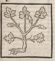 Picture 63 of 73 from [Arbolayre :] Le grant herbier en françois, leaf 314