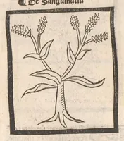 Picture 64 of 73 from [Arbolayre :] Le grant herbier en françois, leaf 317