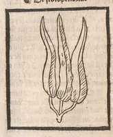 Picture 65 of 73 from [Arbolayre :] Le grant herbier en françois, leaf 317