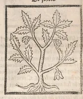 Picture 66 of 73 from [Arbolayre :] Le grant herbier en françois, leaf 323