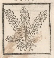 An illustration from [Arbolayre :] Le grant herbier en françois