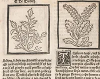 An illustration from [Arbolayre :] Le grant herbier en françois