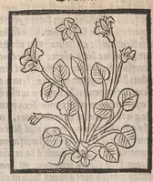 Picture 69 of 73 from [Arbolayre :] Le grant herbier en françois, leaf 331